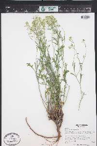 Lepidium montanum image