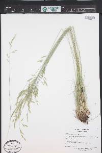 Festuca idahoensis image