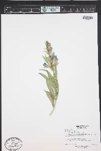 Penstemon glaber var. alpinus image
