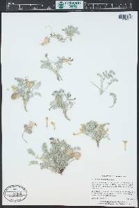 Astragalus anisus image
