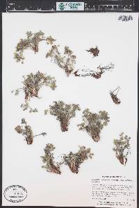 Potentilla concinna image