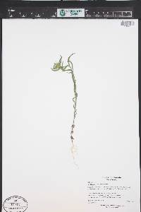 Collomia linearis image