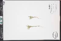 Collomia linearis image