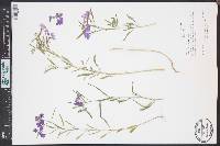 Clarkia pulchella image