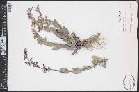 Penstemon versicolor image