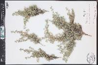 Astragalus kentrophyta var. tegetarius image
