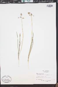 Allium cernuum image