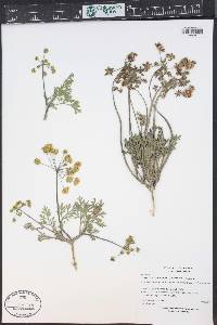 Lomatium concinnum image