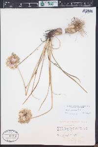 Allium cernuum image