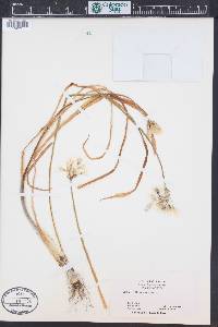 Allium triquetrum image
