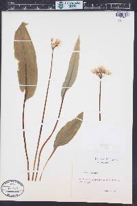 Allium ursinum image