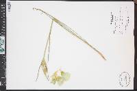 Calochortus gunnisonii image