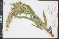 Frasera speciosa image