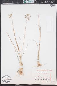 Allium cernuum image