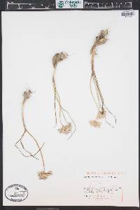 Allium textile image