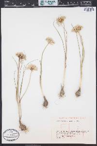 Allium textile image