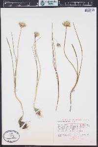 Allium textile image