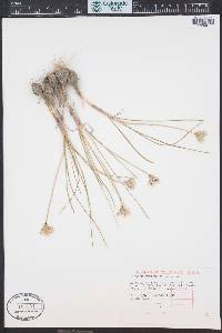 Allium textile image