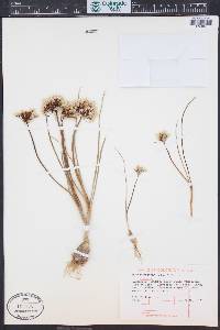 Allium textile image