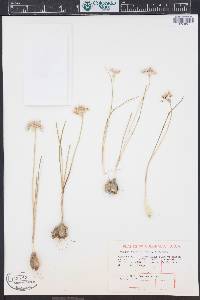 Allium textile image
