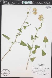 Brickellia grandiflora image