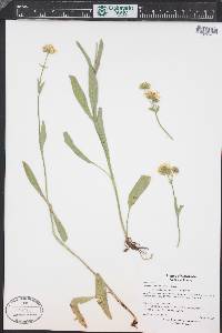 Arnica chamissonis image