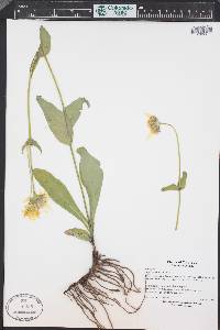 Arnica mollis image