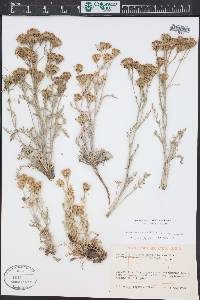 Chaenactis douglasii image