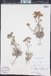 Chaenactis douglasii var. alpina image