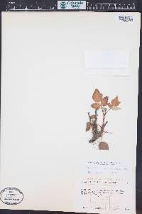 Rubus idaeus subsp. melanolasius image