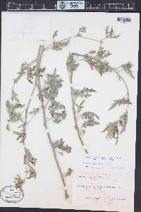 Ambrosia acanthicarpa image