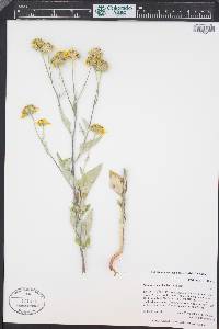 Verbesina encelioides image