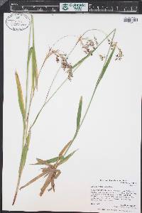 Luzula parviflora image