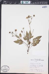 Bidens macrocarpa image