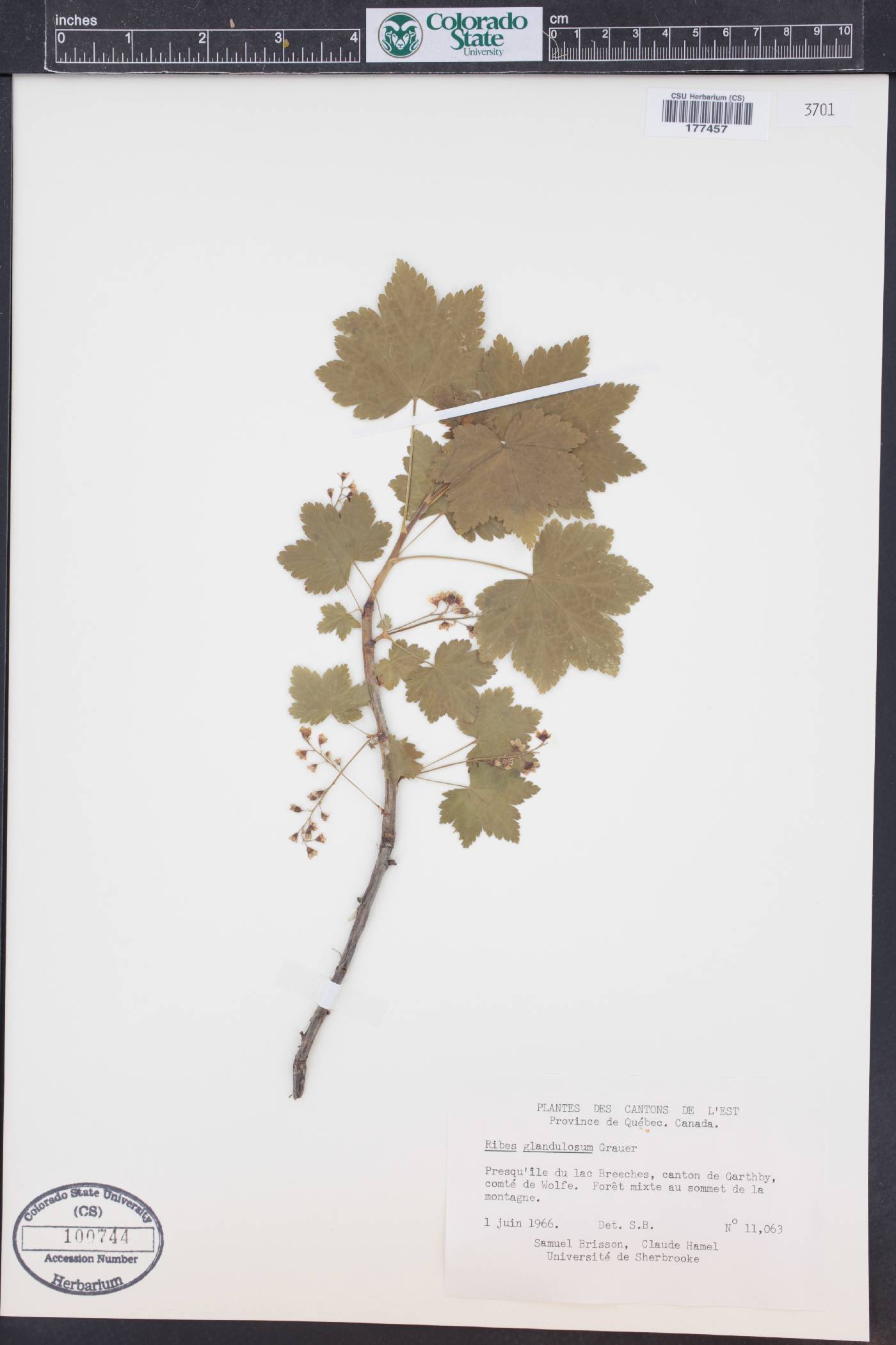 Ribes glandulosum image