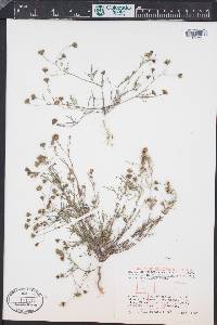 Picradeniopsis multiflora image