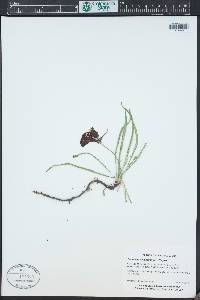 Oenothera acutissima image
