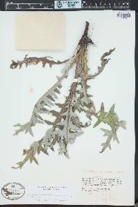 Cirsium clavatum image