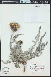 Cirsium canescens image