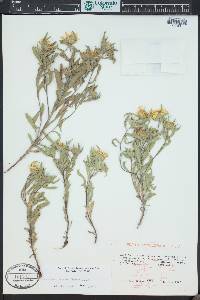 Heterotheca pumila image