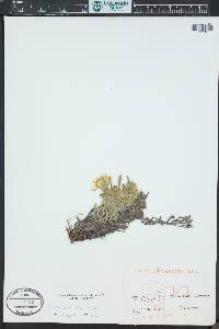 Heterotheca pumila image