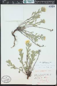 Heterotheca villosa var. foliosa image