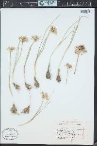 Allium textile image