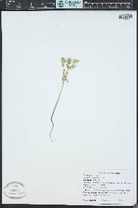 Euphorbia spathulata image