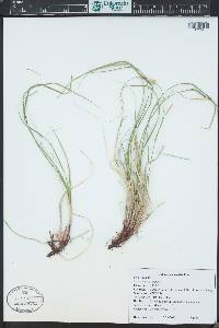 Carex siccata image