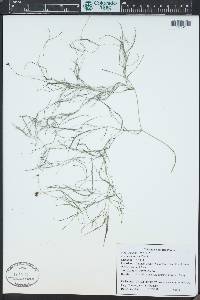 Potamogeton pusillus subsp. gemmiparus image