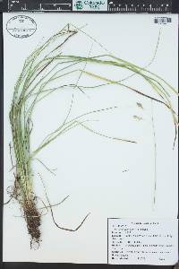 Carex sprengelii image