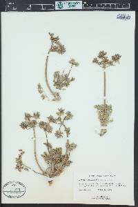 Lomatium dasycarpum image