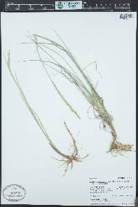 Elymus lanceolatus image