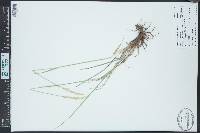 Leucopoa kingii image